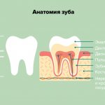 Анатомия зуба в картинках
