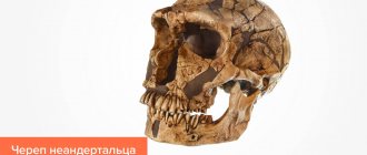 Фото черепа неандертальца