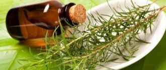 tea tree oil for teeth whitening, harm and benefits