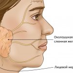 Околоушная слюнная железа и лицевой нерв - схематичный рисунок