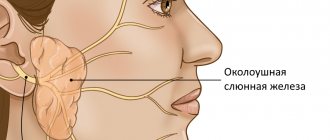 Околоушная слюнная железа и лицевой нерв - схематичный рисунок