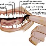 Перечень зубов
