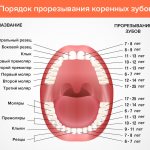 The order of eruption of molars in pictures