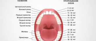 Схема прорезания коренных зубов