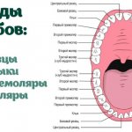 Схема расположения зубов