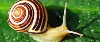 How many teeth does the Achatina snail have?