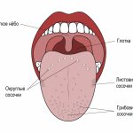Tongue papillae.jpg