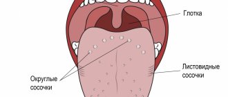 Tongue papillae.jpg