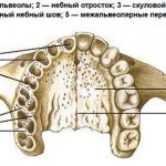 The structure of the alveolar process