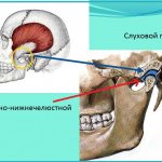 Jaw structure: temporomandibular joint