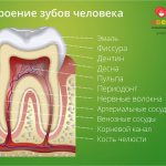 Строение зубов человека